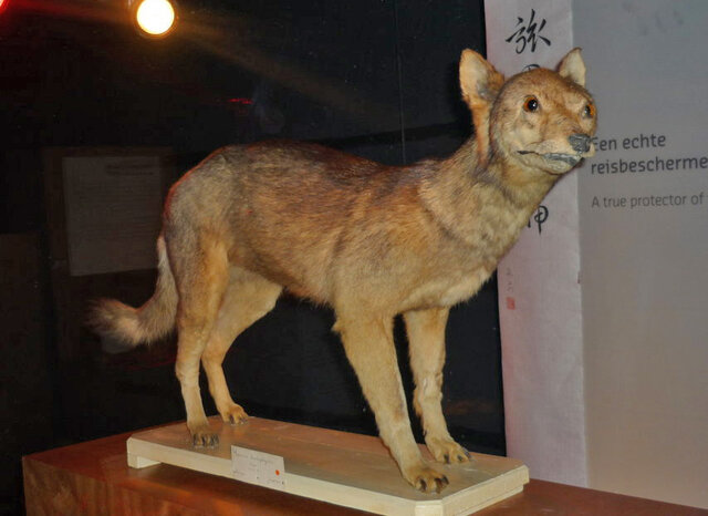 Japanese Wolf