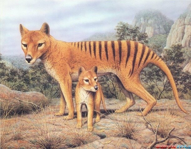 Tasmanian Tiger