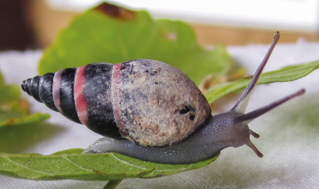 Aldabra snail