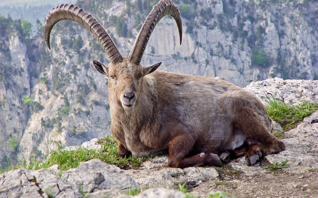 Pyrenean ibex