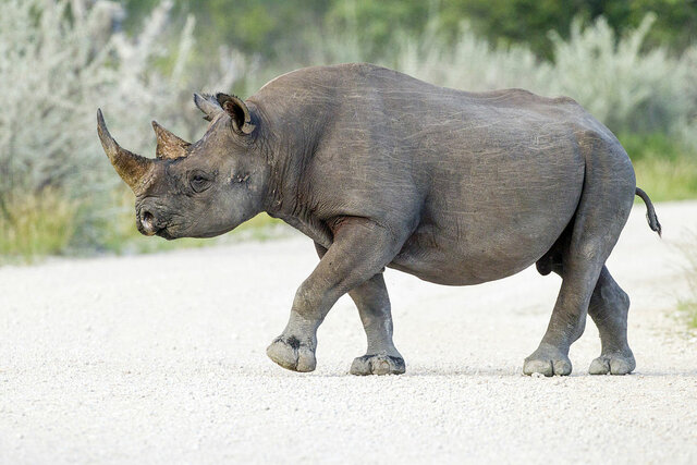 West African Rhino