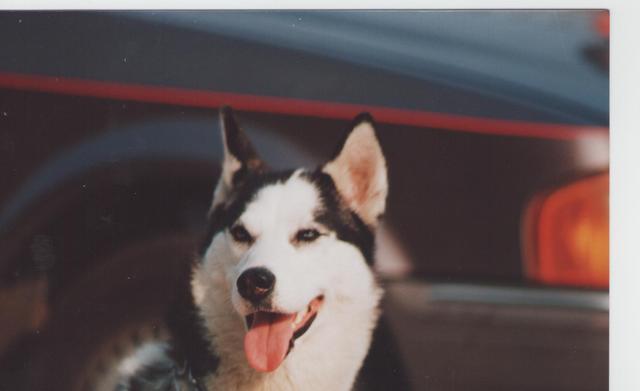 Muere el perro de mi tia