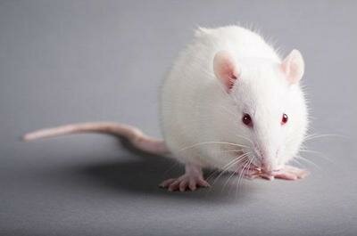 1982. Se crea el primer ratón transgénico (el "superratón")