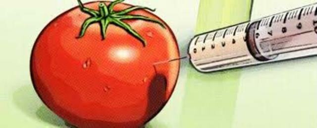 1983. Alimento transgénico