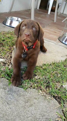 Me dieron un perrito