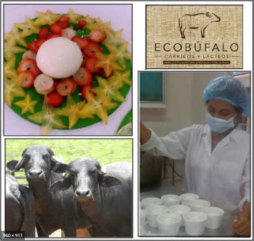 Viraje hacia la Comercialización