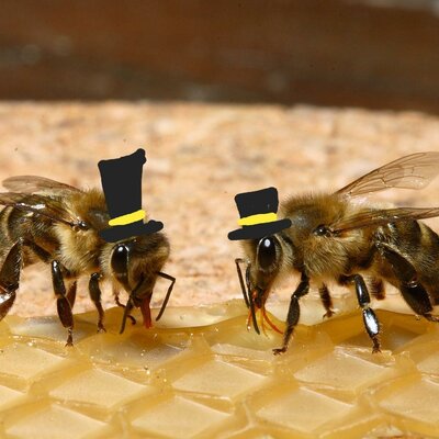 Timeline: Worker Bee