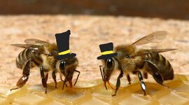 Timeline: Worker Bee