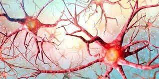 SURGIERON LAS PRIMERAS NEURONAS