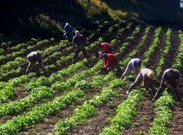 La repercusión de las reformas cardenistas