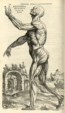 Humani corporis fabrica libri septem