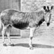 Quagga in enclosure
