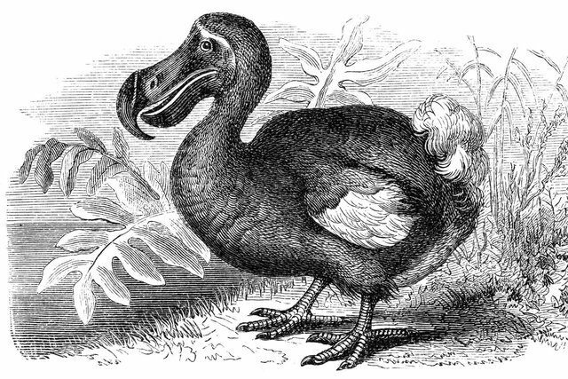 the dodo
