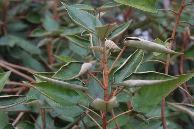 St. Helena olive tree