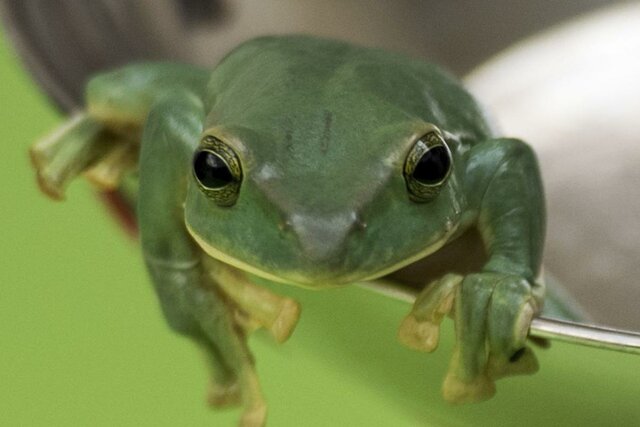 Se crea el primer animal clonado(rana)