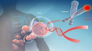 Genoma humano completamente secuenciado