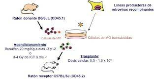 Primera terapia con anticuerpos monoclonales aprobada