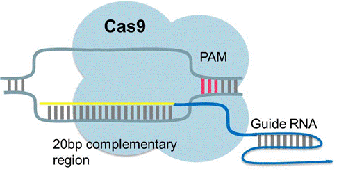 Harvard publica una mejora de CRISPR-CAS9 con menos riesgos en cortar en sitios no señalados