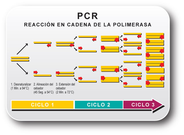 Técnica PCR
