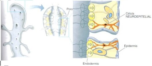 EL SURGIMIENTO DE LA PRIMERA AGRUPACIÓN NEURONAL (500 Millones de Años atrás)