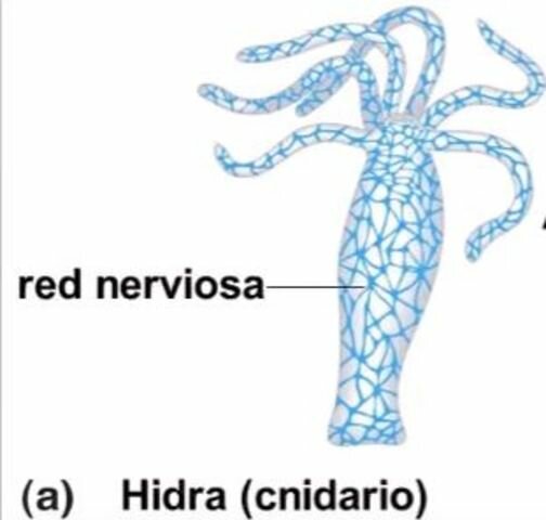 Primera agrupación neuronal