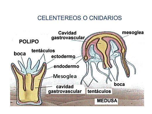 Aparición de dos tipos de agrupación neuronal