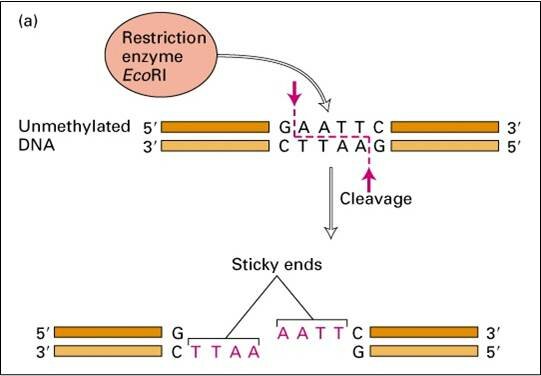 Enzimas de restricción