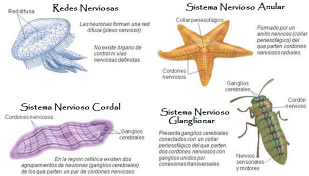 SISTEMA GANGLIONAR (ORGANIZACIÓN NERVIOSA)