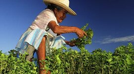 Timeline: Programas gubernamentales nutricionales que se han aplicado en México a través del tiempo