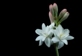 A Javier se le aparece el fantasma de Beatriz una noche, lo conduce hasta el desván