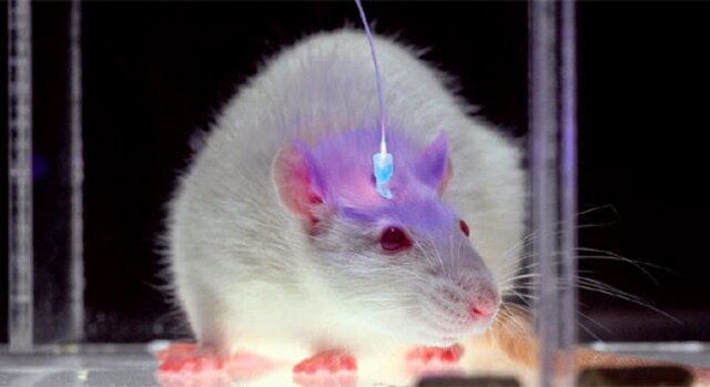 Ratones Transgénicos