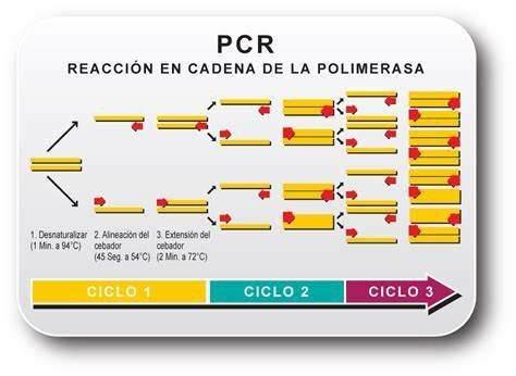 Técnica PCR