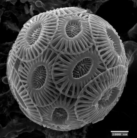 Surgen los nanoplactons