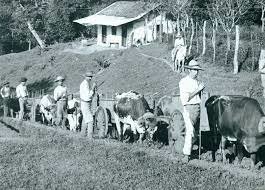 Primera Exportación de Café