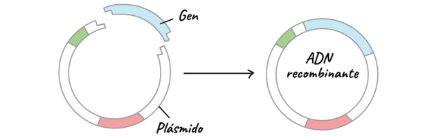 recombinación del ADN por Stanley y Herbert