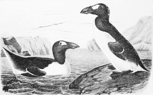 Great Auk