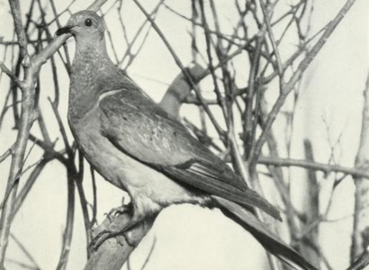 Passenger Pigeon