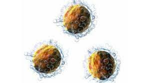 Cultivo de linfocitos T para tratar enfermedades autoinmunes