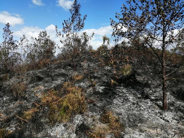 Parroquia Sagrario, Piava San Pedro