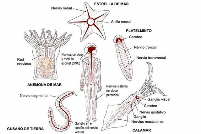 La aparición de dos tipos de organización nerviosa