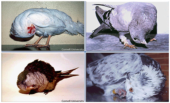 2006. Se aprueba la primera vacuna fabricada en una planta.