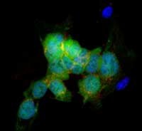 Células De Piel A Células Troncales Embrionarias