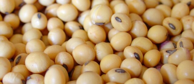 Cultivos De Semillas MG