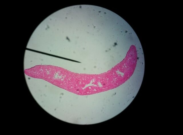 Desarrollo De Células Microbianas