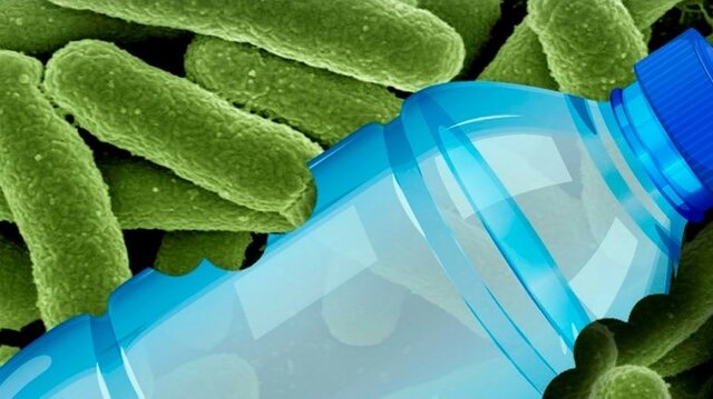 Bacterias Descomponedoras.
