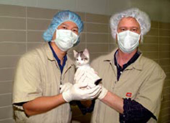 2004. Se lleva a cabo la clonación de la primera mascota: un gato.