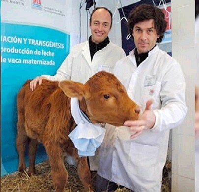 Crean Una Vaca Que Produce Insulina