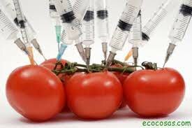 Alimentos transgenicos
