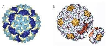 Laboratorio de un gen