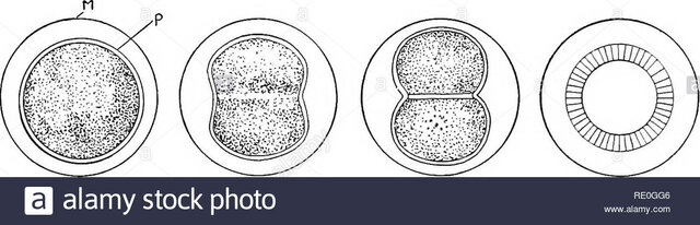 la concepción mecanista de la vida